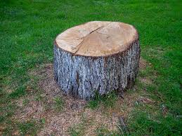 Best Leaf Removal  in Newnan, GA