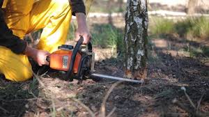 Best Lawn Edging  in Newnan, GA