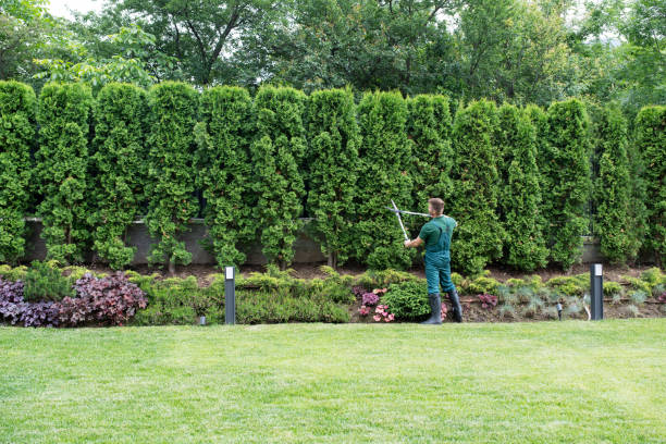 Best Tree Cabling and Bracing  in Newnan, GA