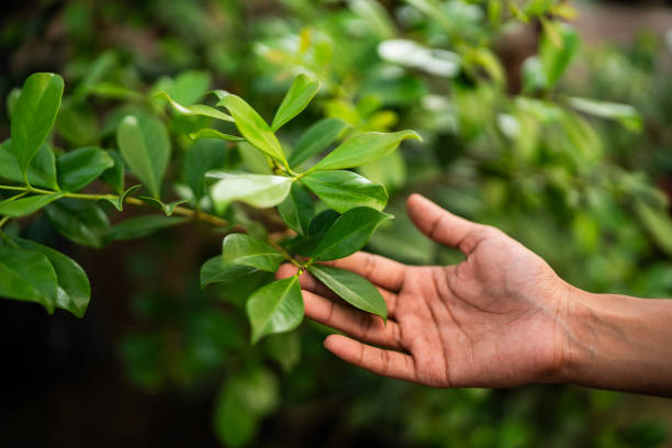Best Organic Lawn Care Solutions  in Newnan, GA