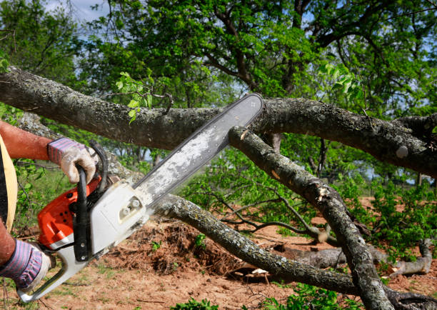 Best Lawn Renovation and Restoration  in Newnan, GA